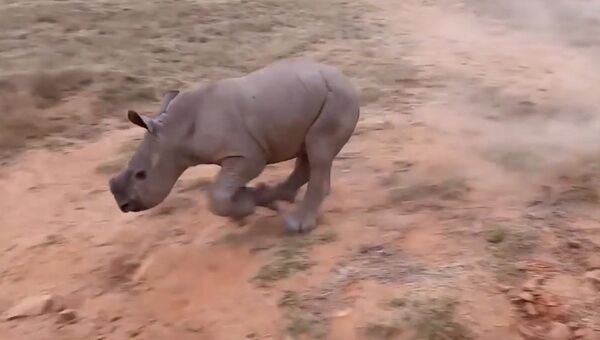 На пробежку с носорогом