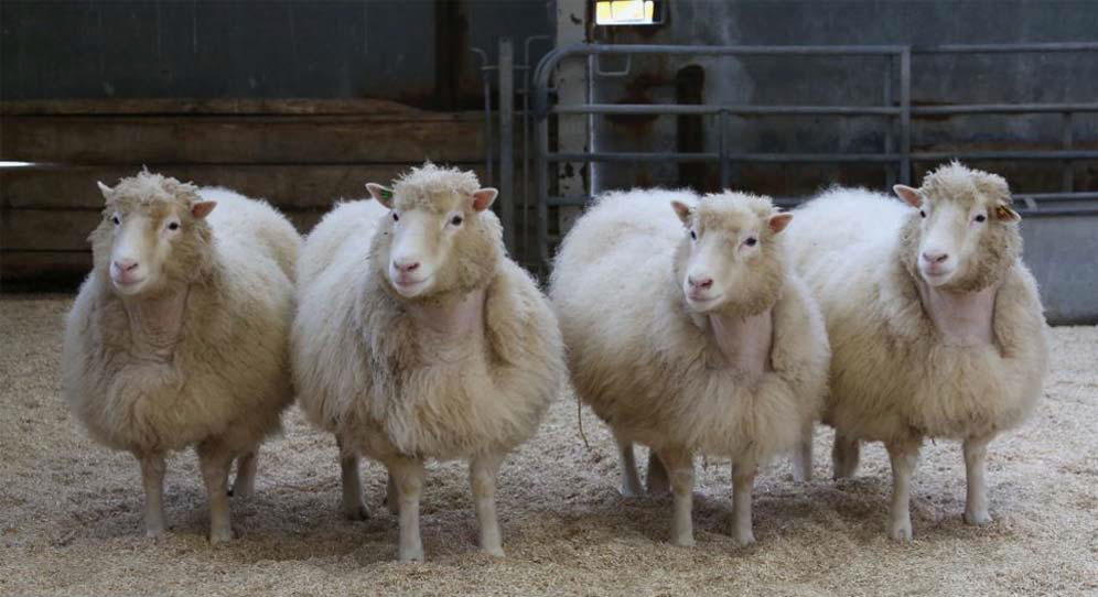 Клоны овечки Долли, родившиеся в 2007 году - РИА Новости, 1920, 21.06.2021
