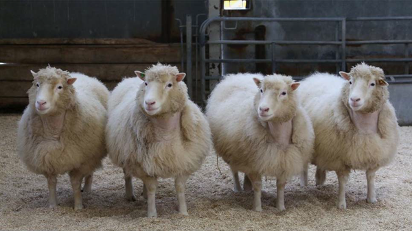 Клоны овечки Долли, родившиеся в 2007 году