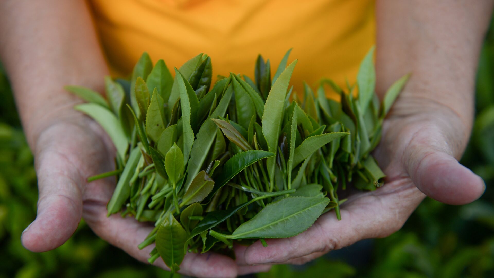 Сортировка чайного листа в Хостинском районе Большого Сочи - РИА Новости, 1920, 13.04.2021