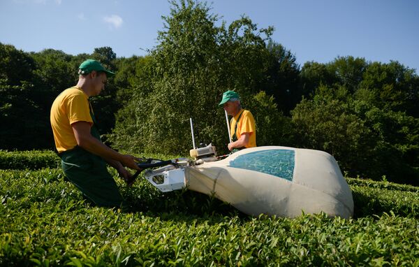 Механизированная сборка Мацестинского чая в Хостинском районе Большого Сочи