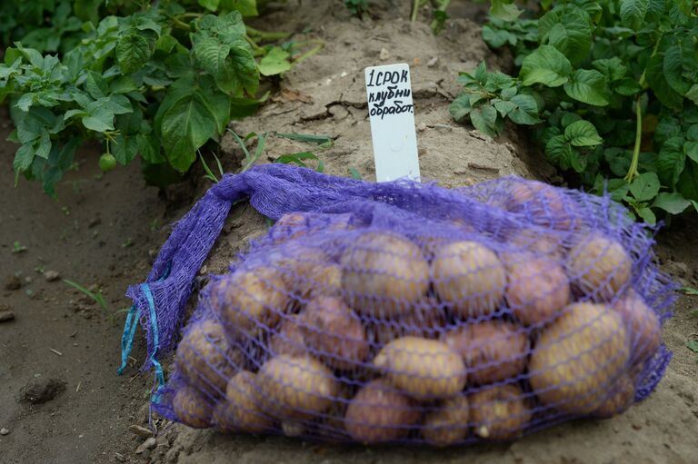 Картофель в НИИКХ Лорха