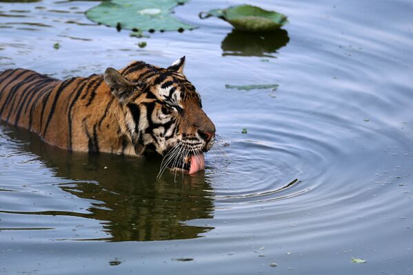 Тигр в зоопарке в Хуаншань, провинция Аньхой