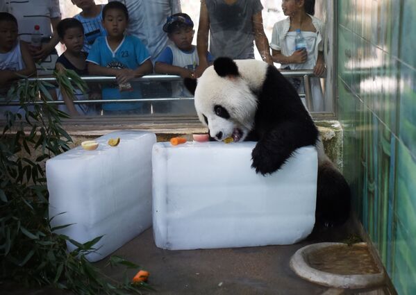 Панда в зоопарке Ухань, провинция Хубэй