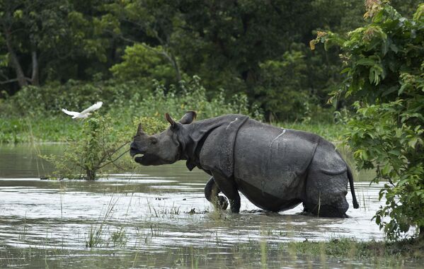 Носорог в заповеднике штата Ассам