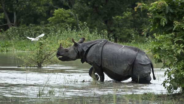 Носорог. Архивное фото