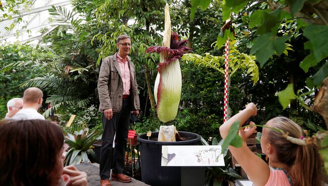 Посетители фотографируются с цветком Titan Arum в ботаническом саду бельгийского города Мейзе