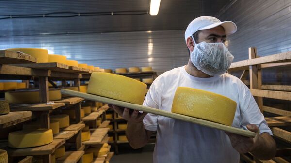 Демонстрация перекладки сыров в хранилище созревания сыра сыроварни Русский пармезан 