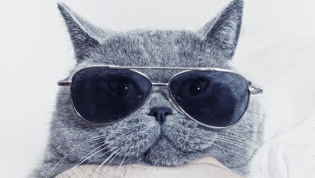 Кот в очках. Архивное фото