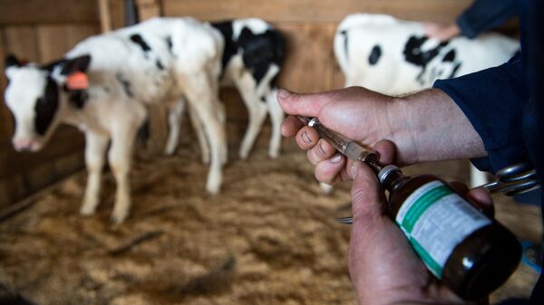 Ветеринарный врач ФГУП Элитное в Новосибирской области проводит вакцинацию телят. Архивное фото