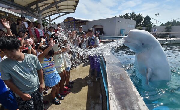 Белуха обливает водой посетителей морского парка в городе Иокогама, Япония
