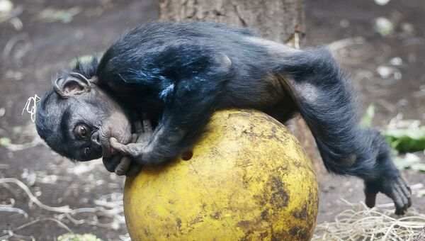 Детеныш шимпанзе играет на шаре для боулинга в зоопарке Франкфурта