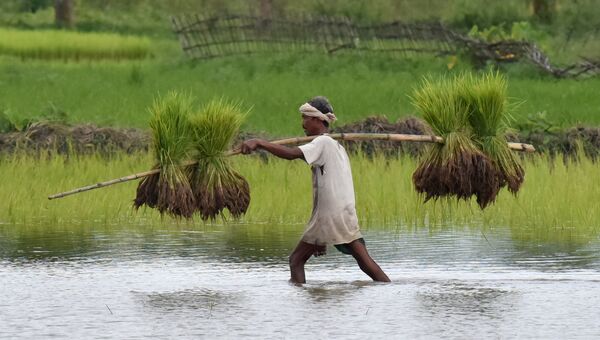 Индийский фермер несет рисовые саженцы для посадки в своем сельском хозяйстве