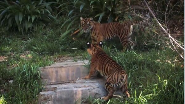 Тигрята играют с мамой