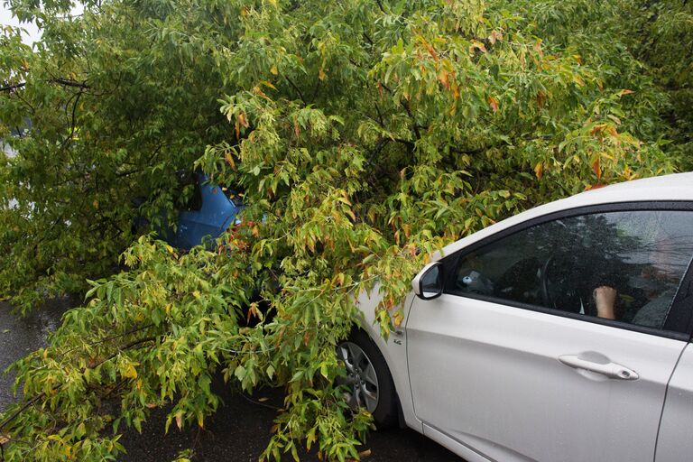 Автомобиль, поврежденный упавшим во время сильного дождя деревом на одной из улиц Москвы