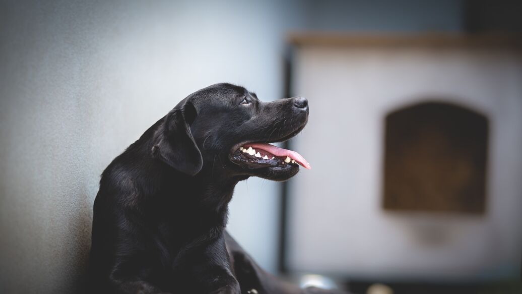 Кинолог рассказал, как собаки манипулируют людьми