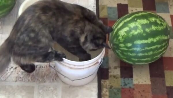 Кошка играет с водой