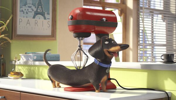 Кадр из мультфильма Тайная жизнь домашних животных