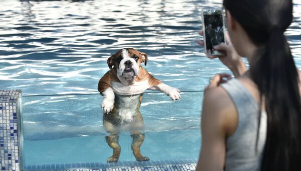 Собака купается в бассейне для собак в Чэнду
