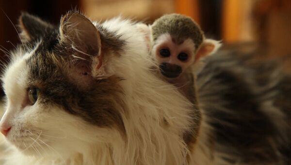 Брошенная родителями обезьяна обнимала приемную маму-кошку и каталась не ней