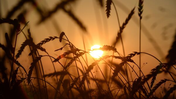 Урожай озимой пшеницы в России. Архивное фото