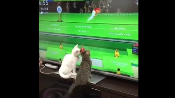Олимпийские игры завораживают котят