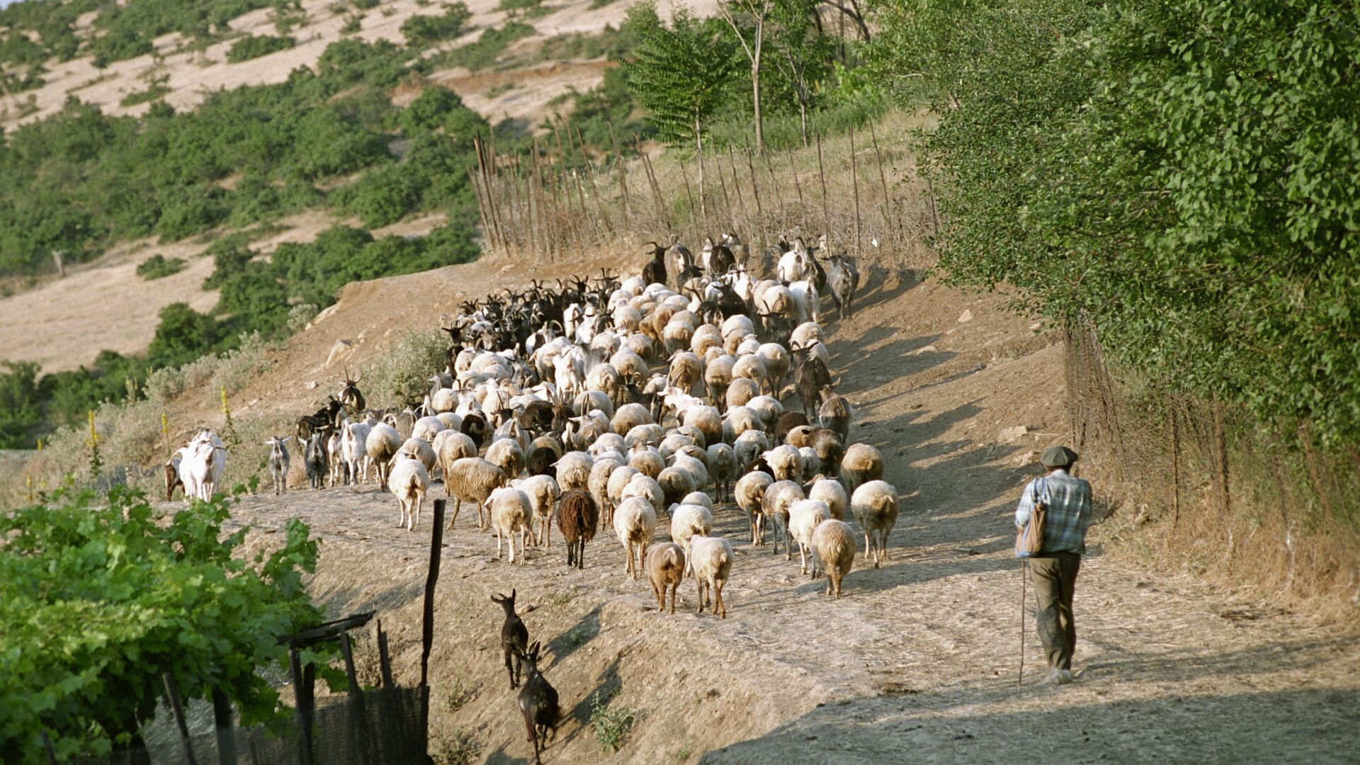 Пастух Узбекистан