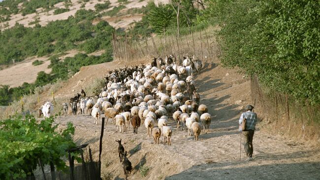 Пастух выгоняет отару овец на пастбище. Архивное фото