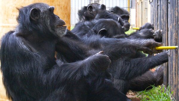 Альянс шимпанзе тянет канат, чтобы получить порцию пищи