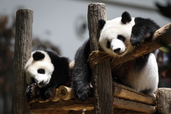 Празднование 10-го дня рождения панды по кличке Feng Yi в Национальном зоопарке в Куала-Лумпуре