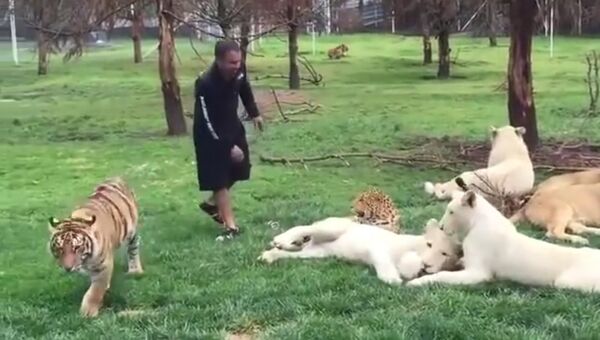 Тигр спас сотрудника зоопарка