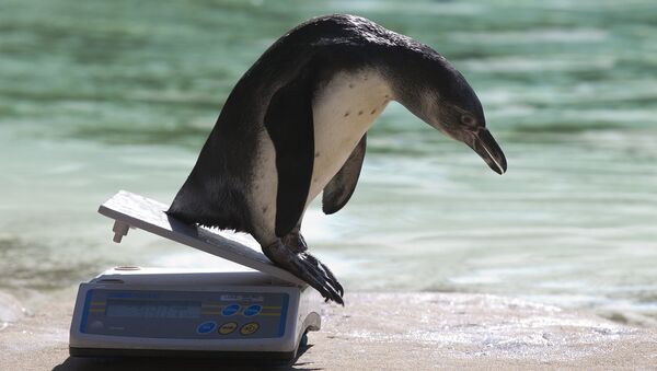 Пингвин Гумбольдта соскальзывает с весов после процедуры взвешивания в зоопарке Лондона