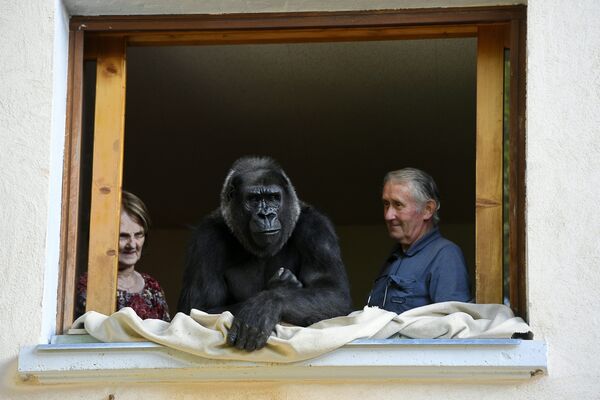 18-летняя горилла Диджит с директором зоопарка и его женой, Сен-Мартен-ла-Плен, Франция