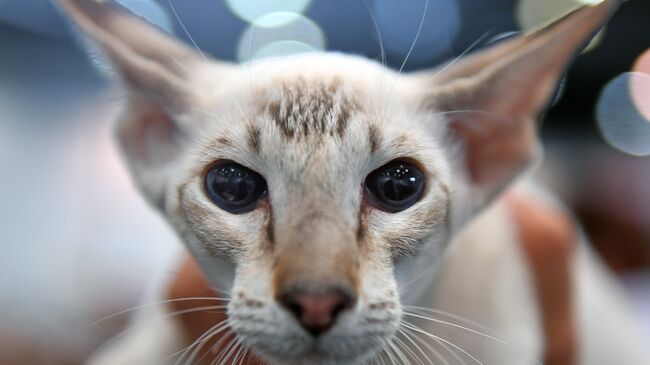 Сиамская кошка на выставке кошек и собак в Лейпциге 