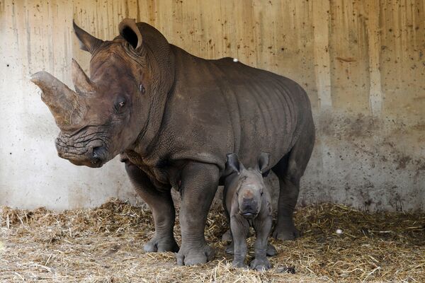 23-летняя самка носорога со своим детенышем в Зоологическом центре Сафари в Рамат-Гане