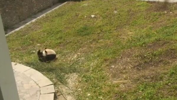 Панда обожает кататься по траве