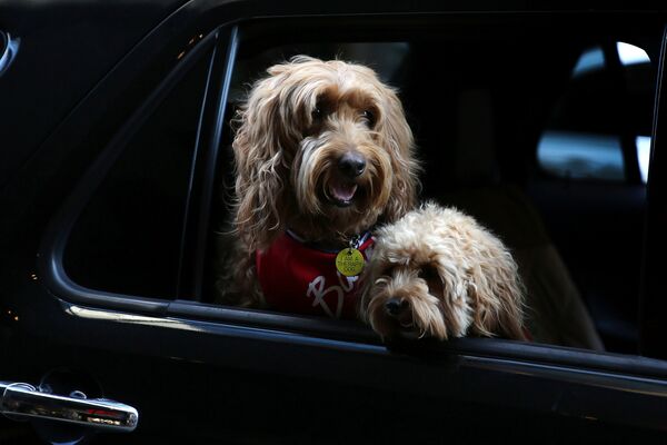 Собаки породы лабрадудель в машине в Нью-Йорке