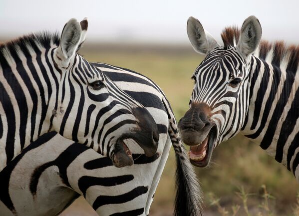 Зебры в Национальном парке Амбосели, Кения