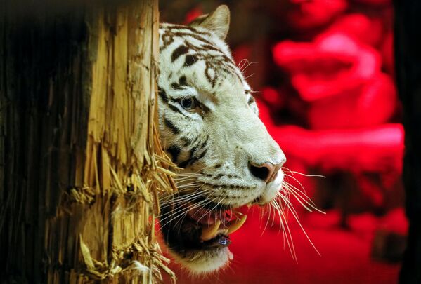 Белый тигр Хан в зоопарке Роев Ручей в пригороде сибирского города Красноярска