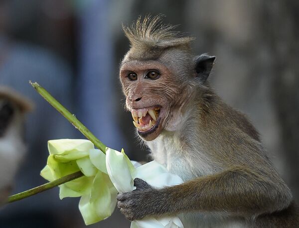 Обезьяна ест цветок рядом с буддийским храмом Дамбулла на Шри-Ланке