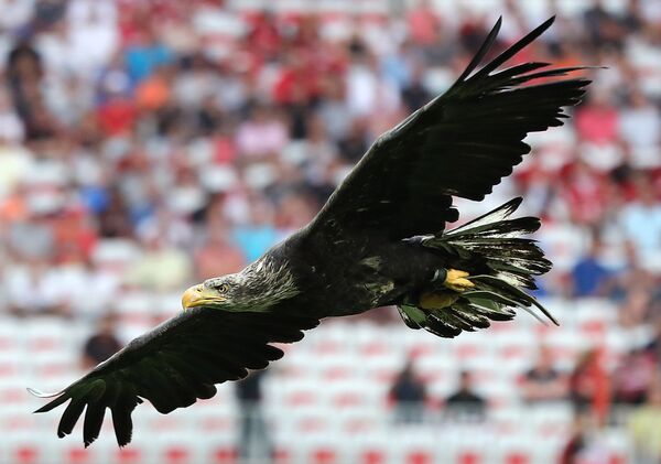 Орел летит над футбольном полем в Ницце