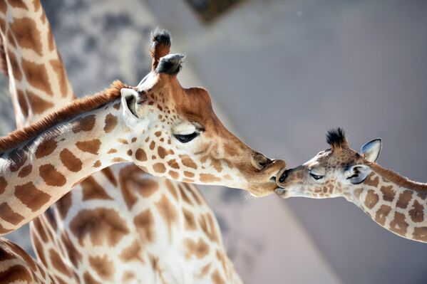 Детеныш жирафа целует свою маму в зоопарке Ла-Флеш