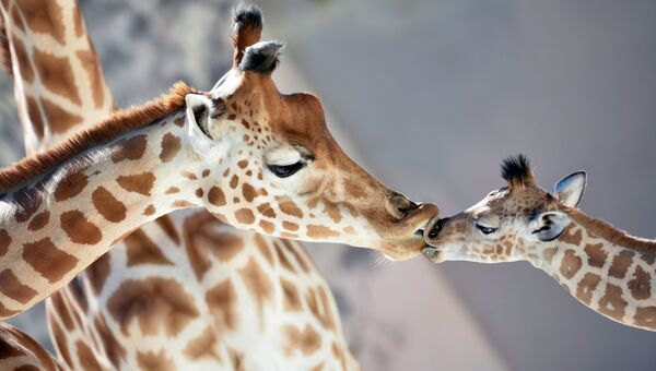 Детеныш жирафа целует свою маму в зоопарке Ла-Флеш