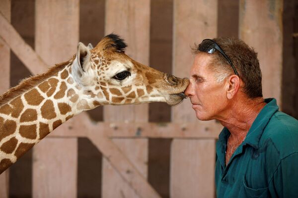 Маленький жираф целует смотрителя в зоопарке неподалеку от Тель-Авива. Израиль, август 2016
