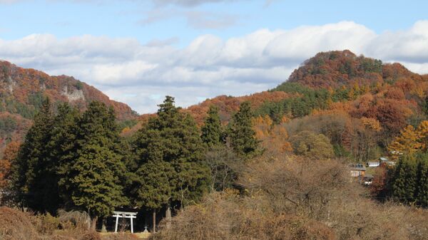 Лес в префектуре Гумма, Япония