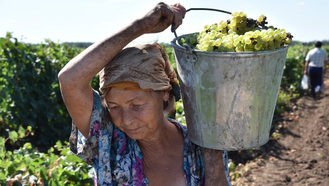 Производство вина в Ростовской области