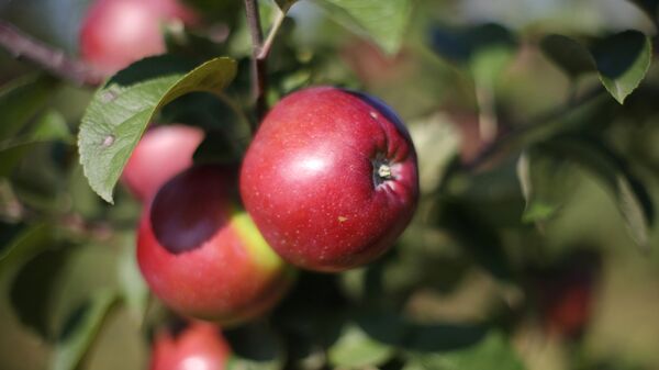 Урожай яблок. Архивное фото