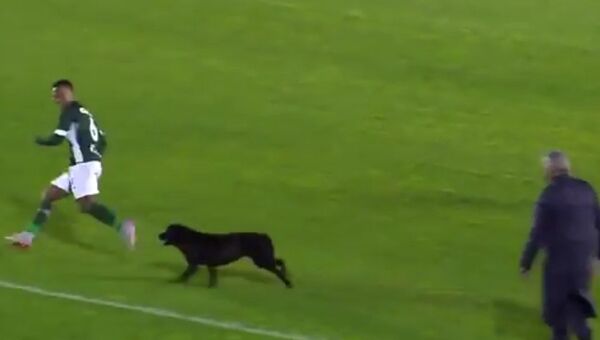 Собака бежит за футболистом. Кадр