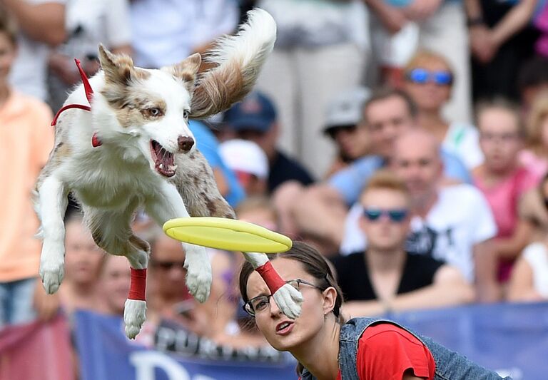 Собака Лаки на конкурсе фрисби в Варшаве, Польша