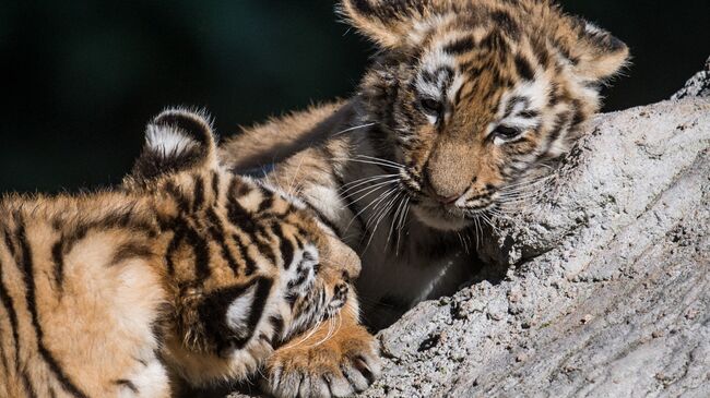 Тигрята. Архивное фото